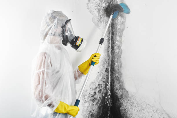 Best Air Quality Testing for Mold Spores  in Edgemere, MD